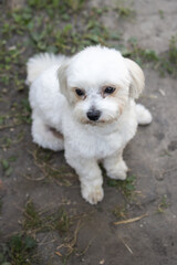 beautiful white maltese sits and looks at the camera - 591758635