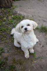 beautiful white maltese sits and looks at the camera - 591758663