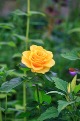 beautiful yellow rose flower on a bush in the garden - 591758688