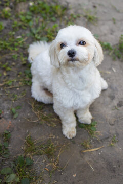 beautiful white maltese sits and looks at the camera