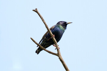 Starling in a tree