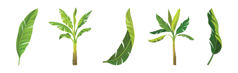 Tropical Palm Tree and Green Fern Leaf Vector Set
