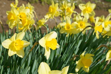  Spring is coming. The daffodils in my garden are starting to bloom