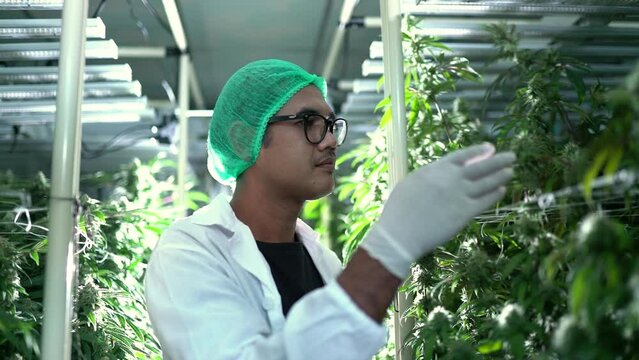 Cannabis researcher in nightshift checking sniff cannabis flower in lab farm greenhouse.