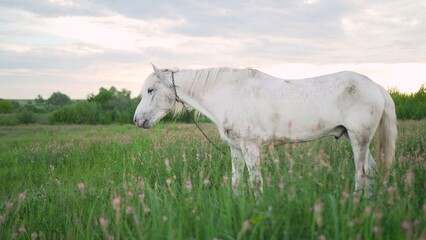 Obraz na płótnie Canvas A beautiful white horse feeding in a green pasture. The white horse eats grass in the meadow.