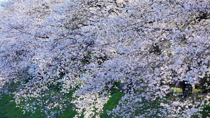 Cherry blossoms are seasonal they only bloom in spring time.