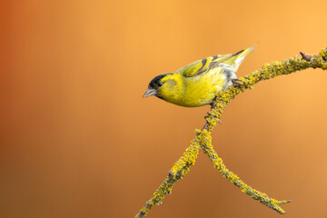 Bird Siskin Carduelis spinus male, small yellow bird, spring time in Poland Europe