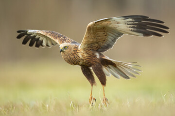 Flying Birds of prey Marsh harrier Circus aeruginosus, hunting time Poland Europe