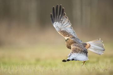 Flying Birds of prey Marsh harrier Circus aeruginosus, hunting time Poland Europe
