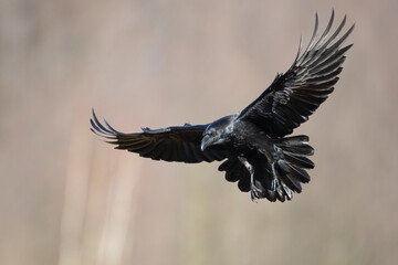 Bird beautiful flying raven Corvus corax North Poland Europe