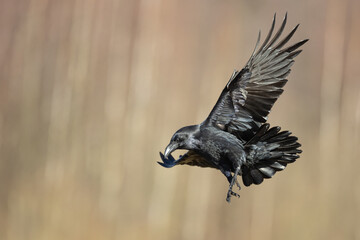 Bird beautiful flying raven Corvus corax North Poland Europe