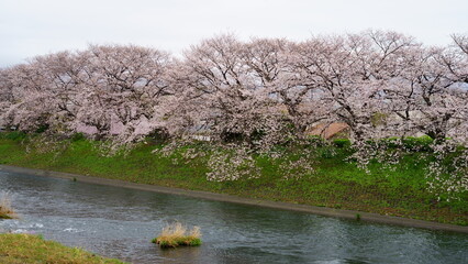 Cherry blossoms are seasonal they only bloom in spring time.