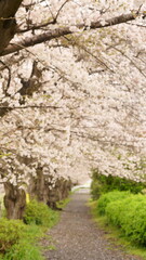 Cherry blossoms are seasonal they only bloom in spring time.