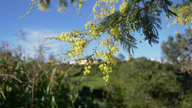 Acacia flowers dangle from pine tree. Green farmland and blue sky backdrop.
