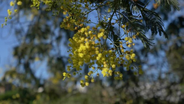 Acacia flower hanging from tree sways gently with breeze. Delicate petals dance gracefully, capturing essence of nature’s beauty.