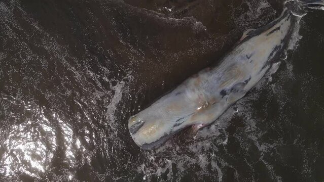 Dead sperm whale in state of putrefaction, Bali, Indonesia. High quality 4k footage