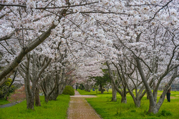 Obraz premium 桜づつみ公園の桜