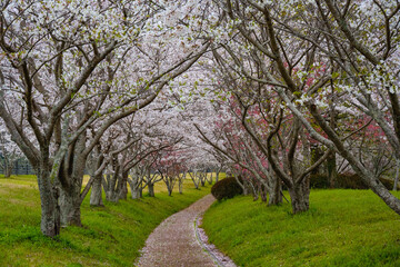 桜づつみ公園の桜