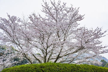 Fototapeta premium 桜づつみ公園の桜
