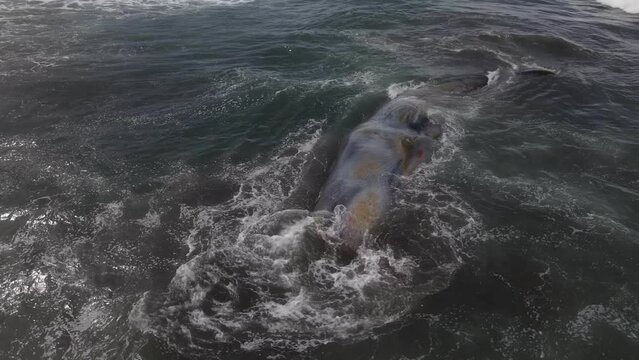 Dead sperm whale in state of putrefaction, Bali, Indonesia. High quality 4k footage