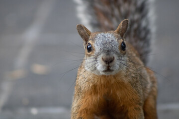 Ardilla gris mexicana / Mexican gray squirrel / Écureuil gris du Mexique (Sciurus aureogaster)