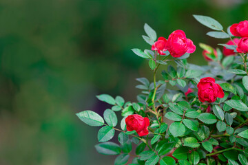 Red rose bush in the garden. Selective focus with shallow depth of field