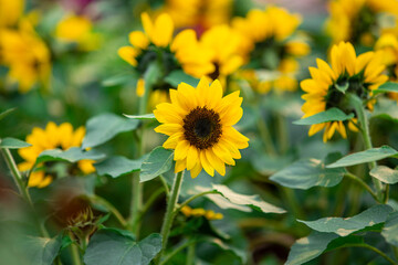 Sunflower bush in the garden. Selective focus with shallow depth of field