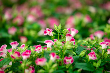 Beautiful Petunia flowers in the garden with bokeh background