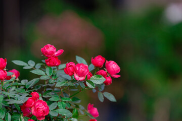 Red rose bush in the garden. Selective focus with shallow depth of field