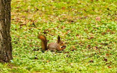 Squirrel in the summer park. Squirrel on the grass in summer
