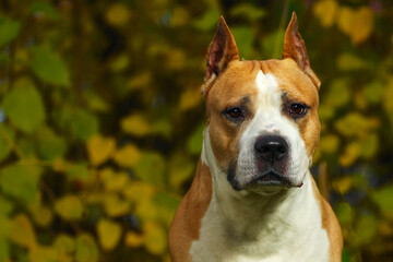 staffordshire terrier brown color close up in nature