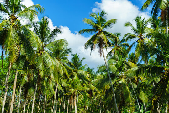 Tropical landscape with palm trees and blue sky with white clouds