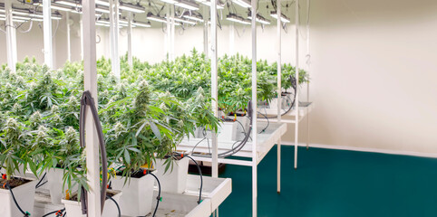 cannabis marijuana science lab farming for increse THC, CBD chemical on cannabis flower. Cannabis...