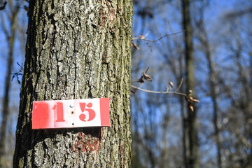 Fototapeta premium propriété bois foret arbre nature environnement planète 