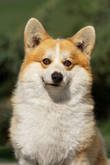 Naklejka na ściany i meble Portrait of a Welsh Corgi Pembroke on a green lawn on a sunny day