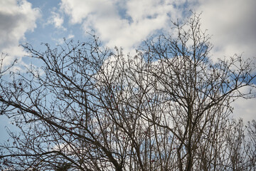 Fototapeta na wymiar niebo i drzewa 