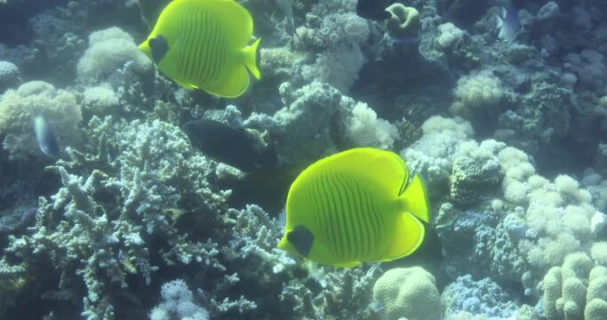 Bluecheek Butterflyfish or Yellow Butterfly Fish in The Coral Reef of The Red Sea of Egypt