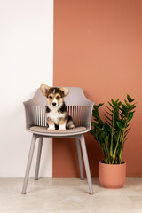Corgi Pembroke sitting on a chair against a pink and white wall