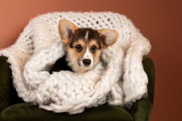 Cute Corgi Pembroke puppy lying on a green armchair with white plaid 