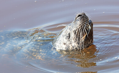 Common seal in the water, eating a frog