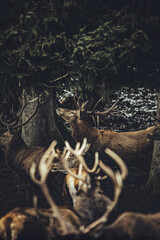 Hirsche im Wald 