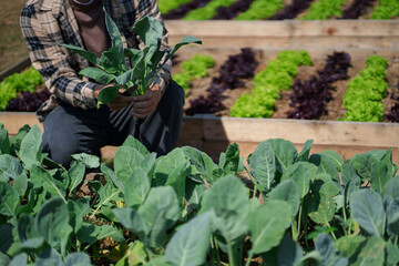 Farmer harvesting fresh green vegetables, agriculture concept..