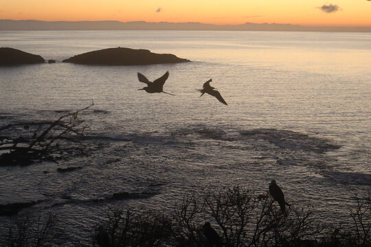 Atardecer de Isla Isabel con aves volando, M&eacute;xico. 