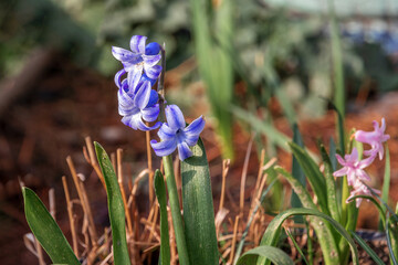 Spring flowering of hyacinths. Blooming blue hyacinth flowers on a sunny day. Beautiful seasonal spring hyacinth flowers. Selective focus.