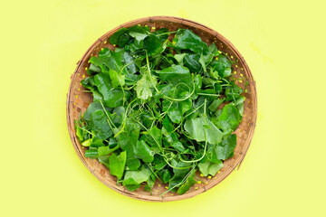 Lvy Gourd leaves on green background.