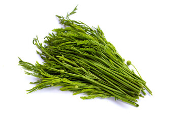 Leucaena leucocephala isolated on white background