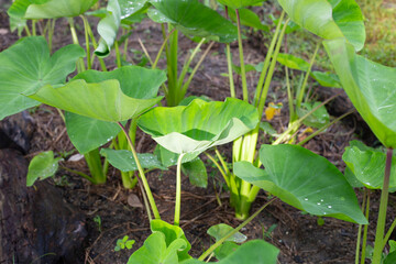 Taro garden, taro planting plot