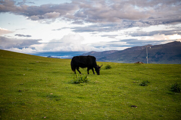 Yak at Grassland at Litang Tibetan Town. a famous tourist spot in Litang, Ganzi, Sichuan, China.