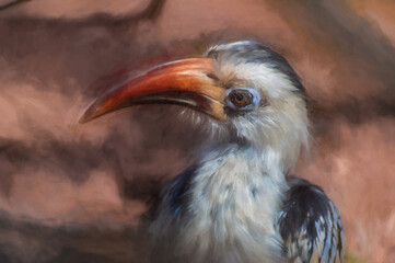 Digital painting of a Von der Decken Hornbill