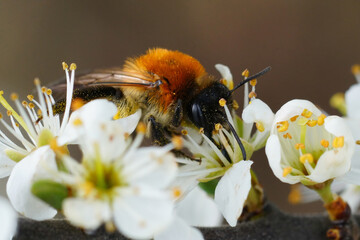 Closeup on a colorful female Grey-patched mining bee, Andrena nitida on a white blackthorn flower , Prunus spinosa